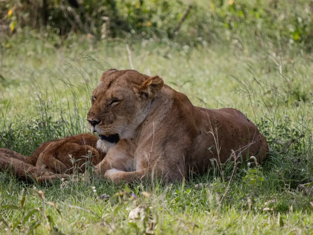 Lion in Serengeti during the lush wet season