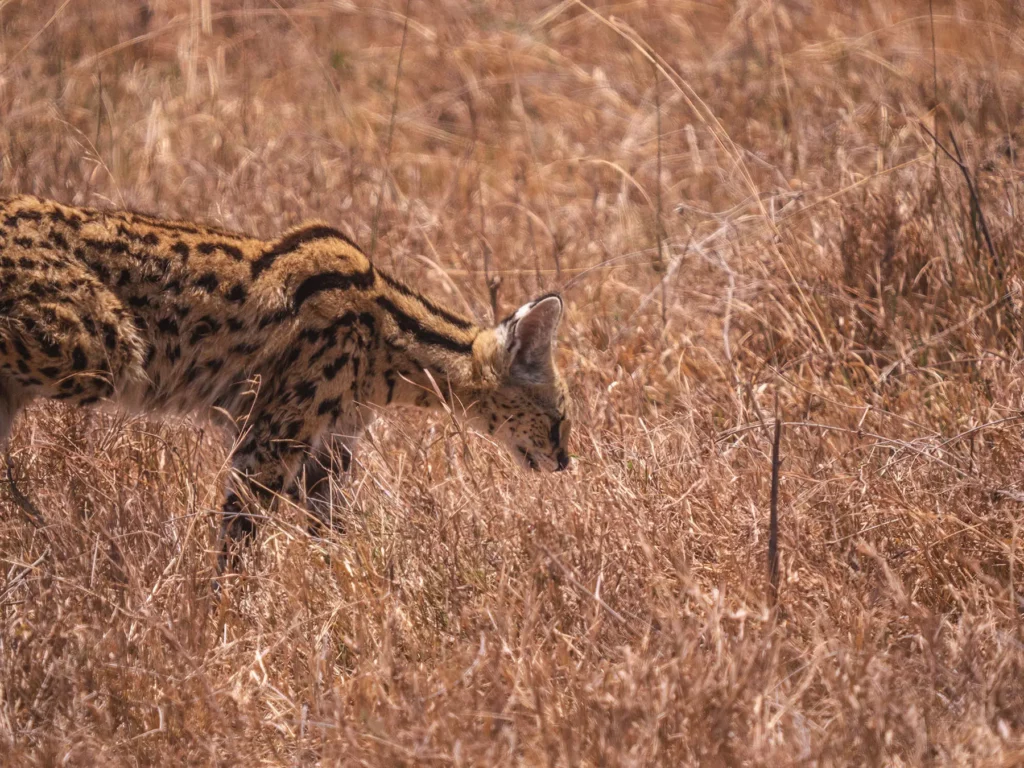 Serval cat in Ngorongoro Crater