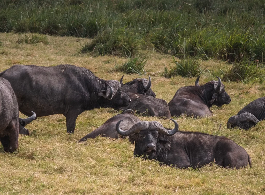 Cape buffalo, Tanzania