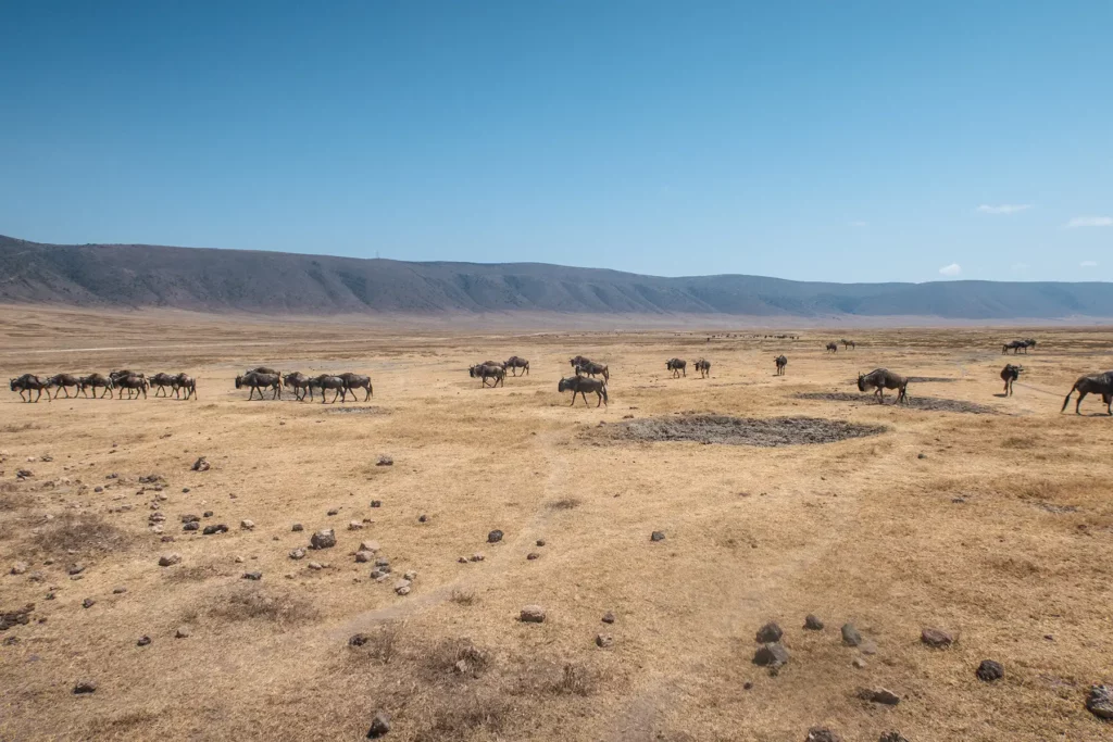 A herd of wildebeests on the vast Ngorongoro crater floor with the crater walls in the background