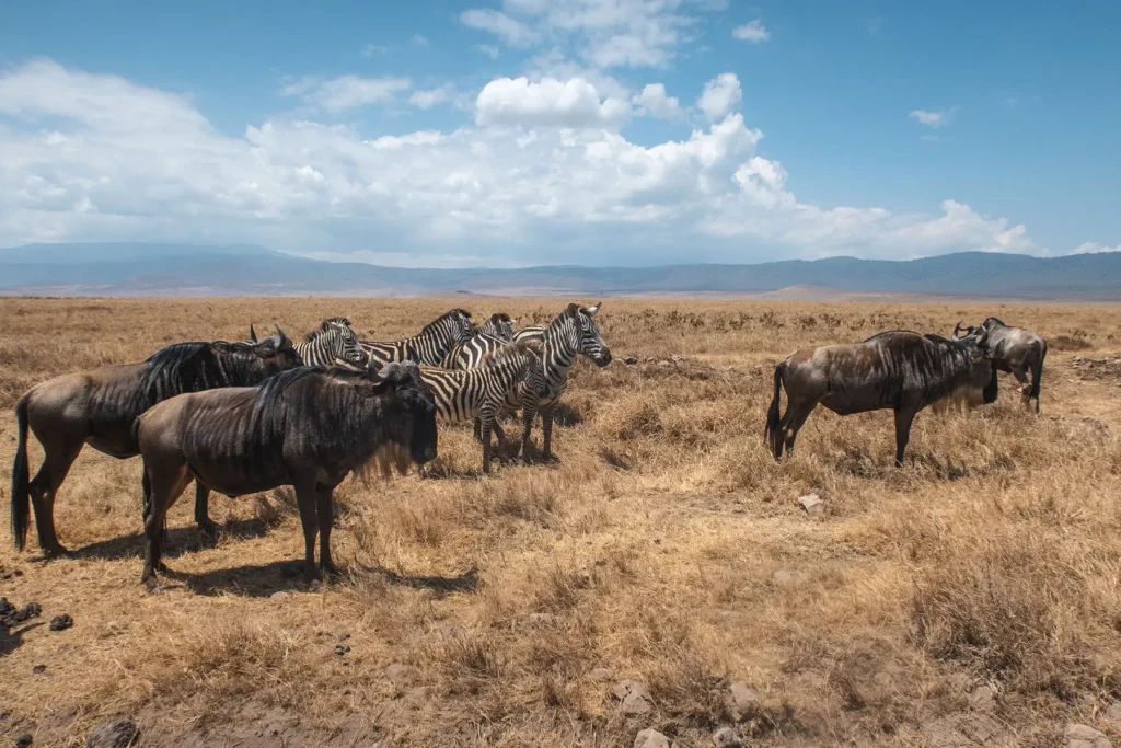 Zebras and wildebeest in Ngorongoro Crater