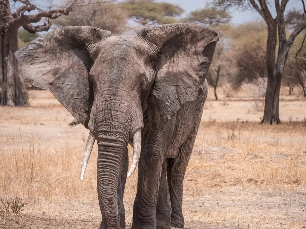African elephant in Tarangire National Park in Tanzania