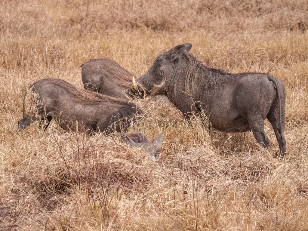 Warthogs in Ngorongoro Crater