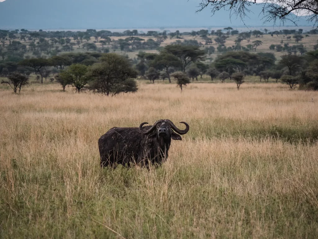 A lone cape buffalo in the Serengeti National Park, Tanzania