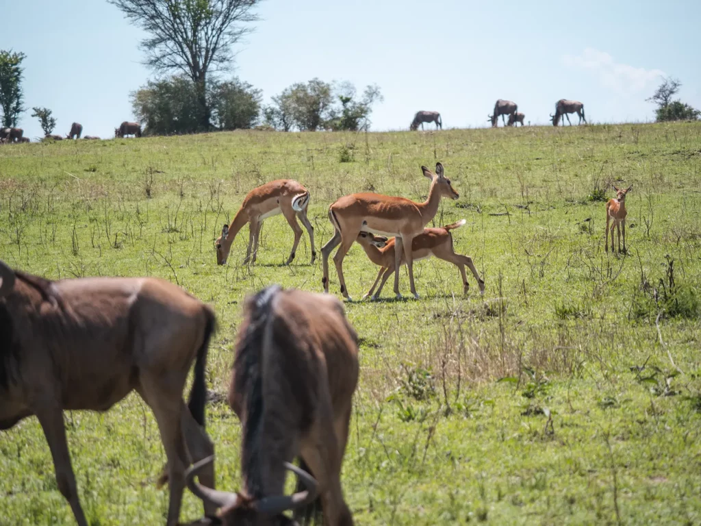 Impala fawns in the Serengeti