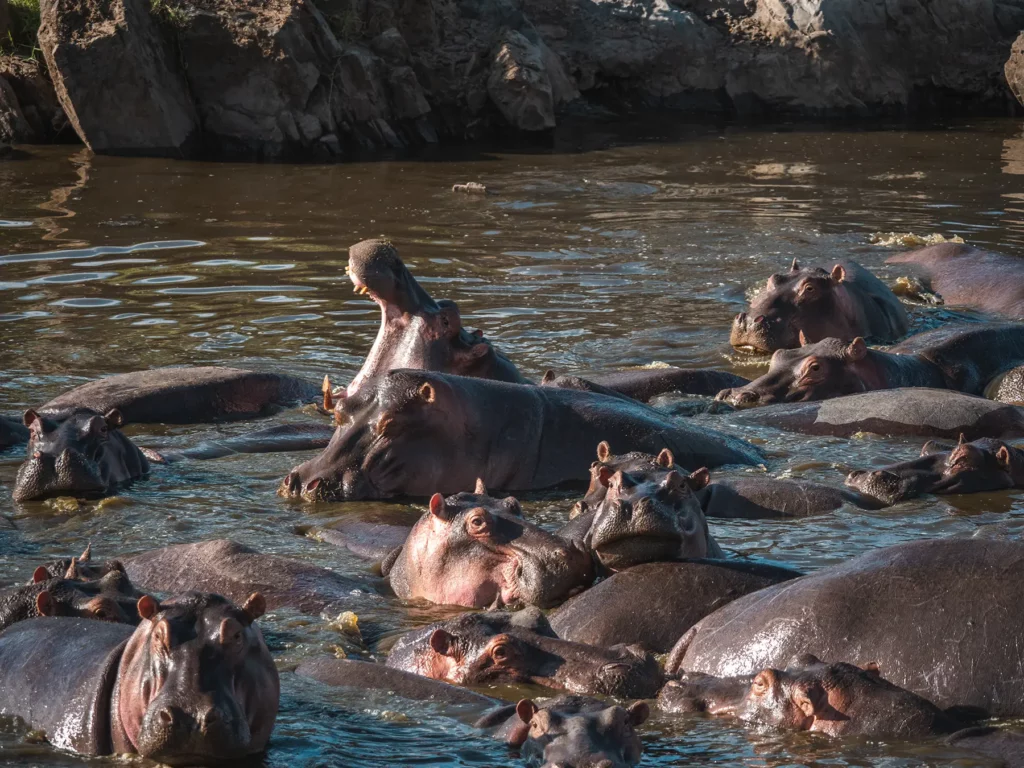 Hippos in the Serengeti