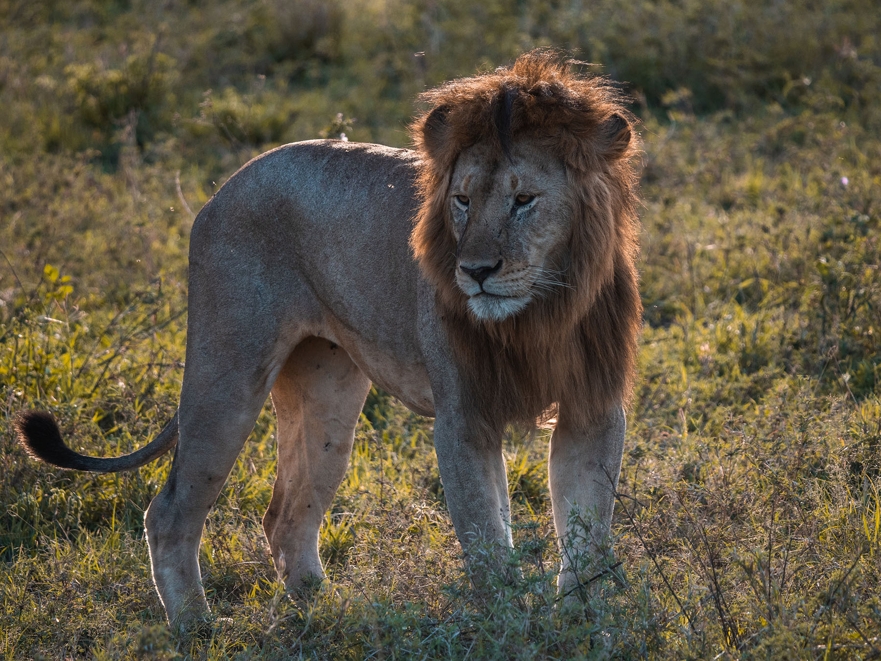 Male lion in the Serengeti