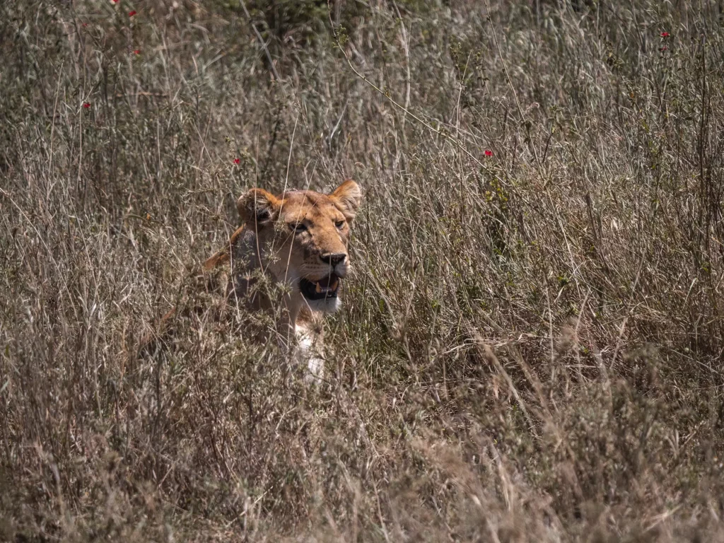 Lioness hunting in Central Serengeti