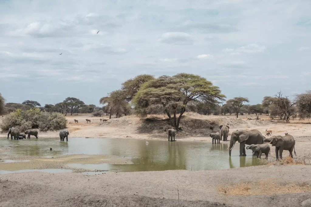 Elephants congregating round a water hole in Tarangire National Park, Tanzania
