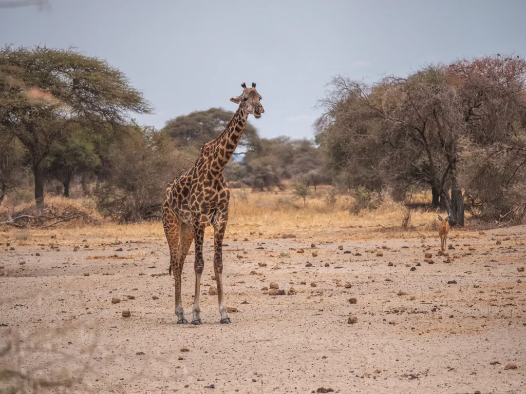 Lone giraffe in Tarangire National park