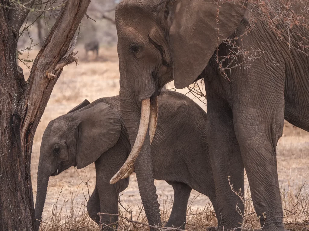 Elephant and calf in Tarangire National Park, Tanzania