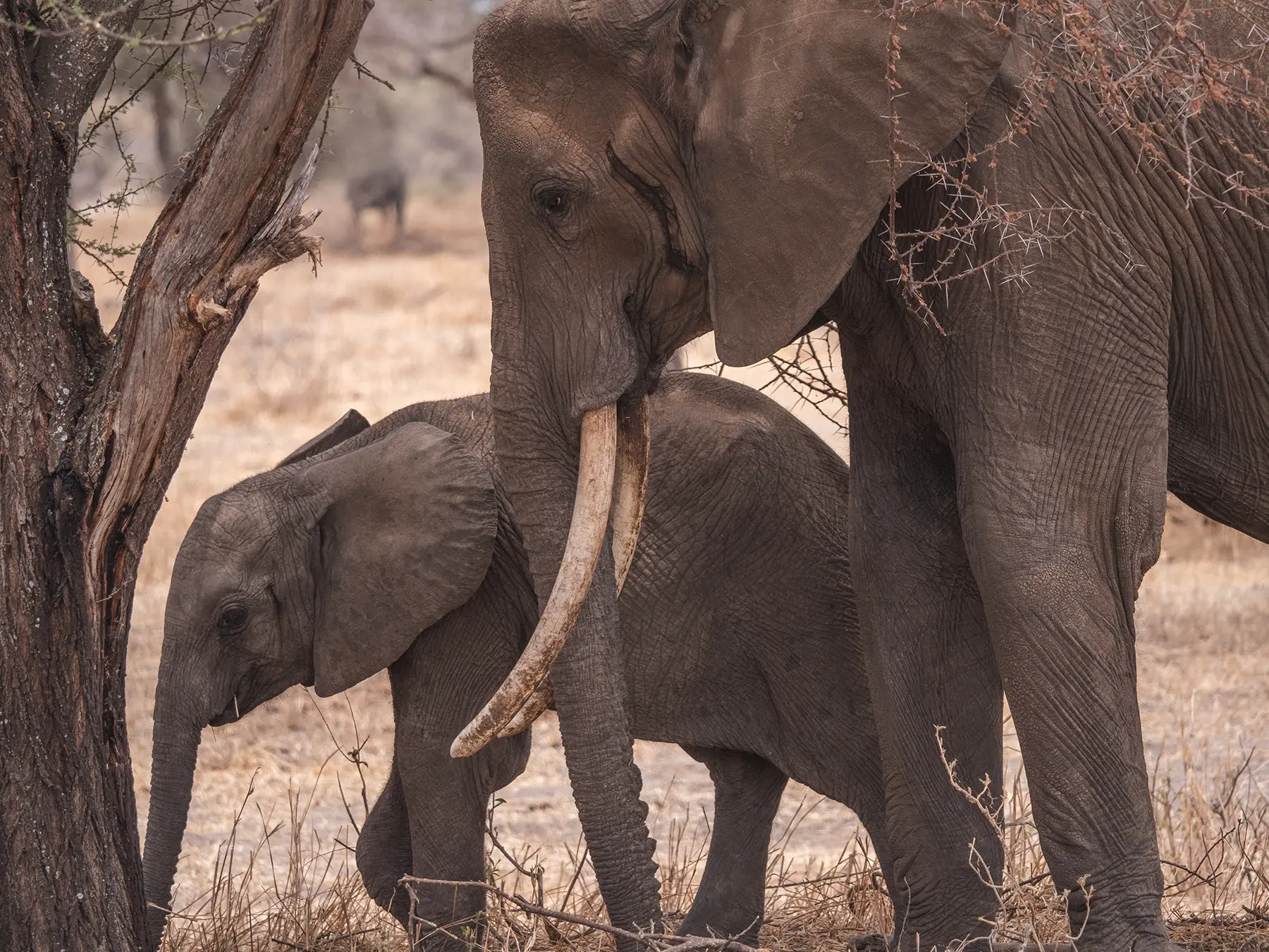Elephant and calf in Tarangire National Park, Tanzania
