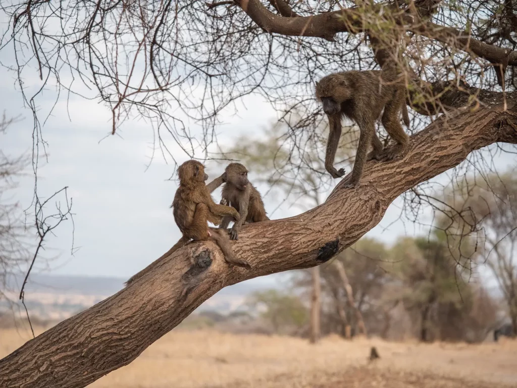 A mother baboon with her two babies in Tarangire
