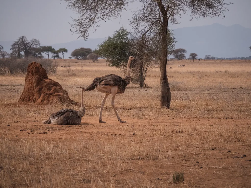Two female ostriches relaxing after enjoying a dust bath in Tarangire National Park