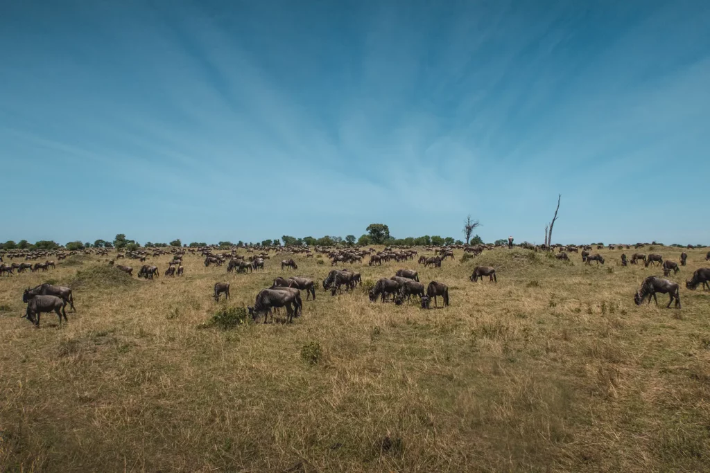 Herd of wildebeest in Serengeti