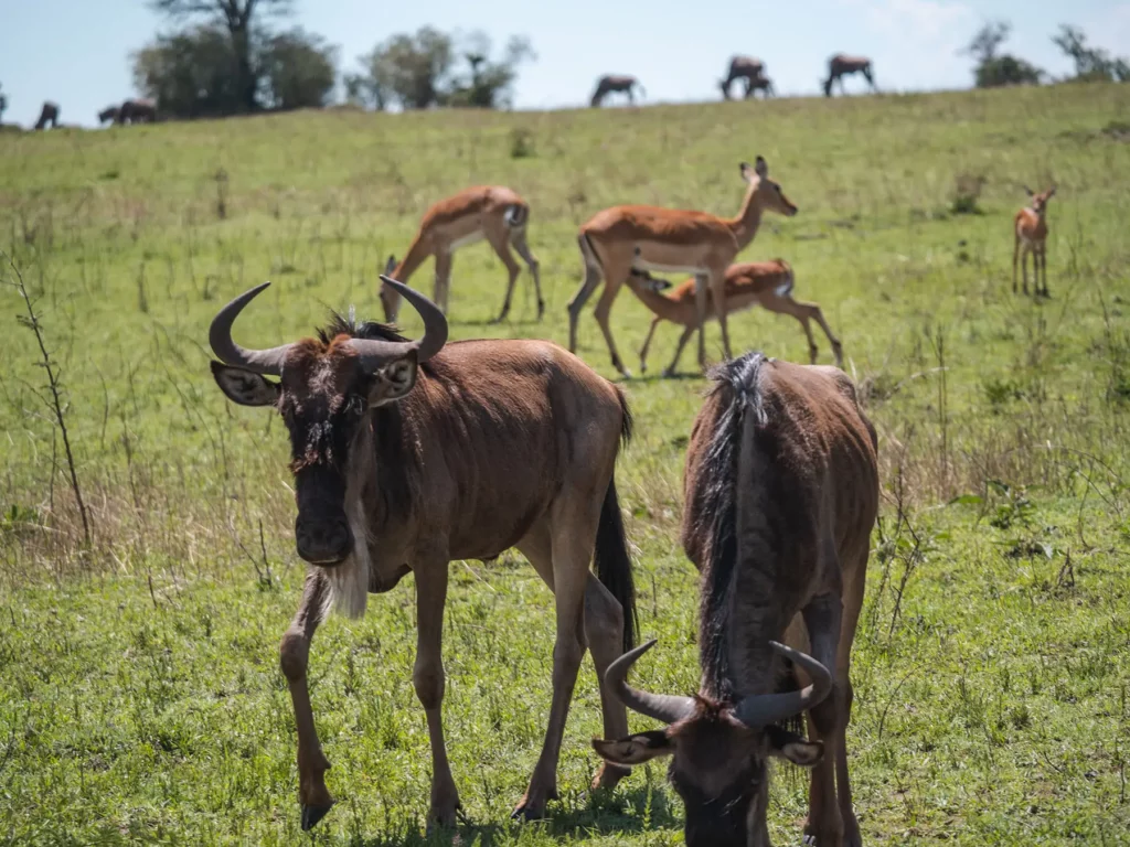 Wildebeest calves in the Serengeti