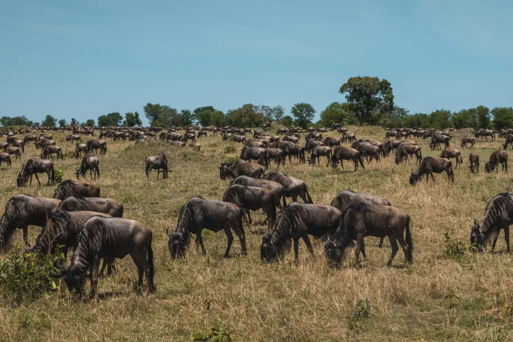 Wildebeest herd in the Serengeti