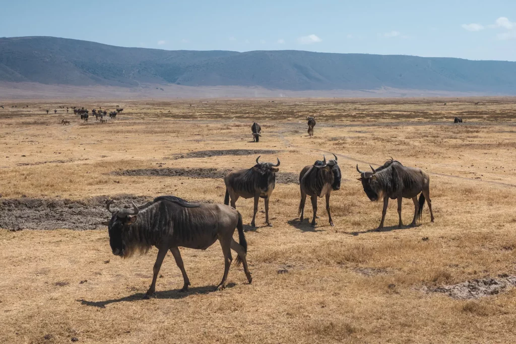 Wildebeest in Ngorongoro Crater