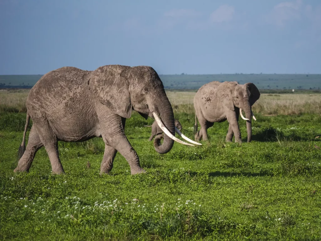 Elephants in Amboseli National Park