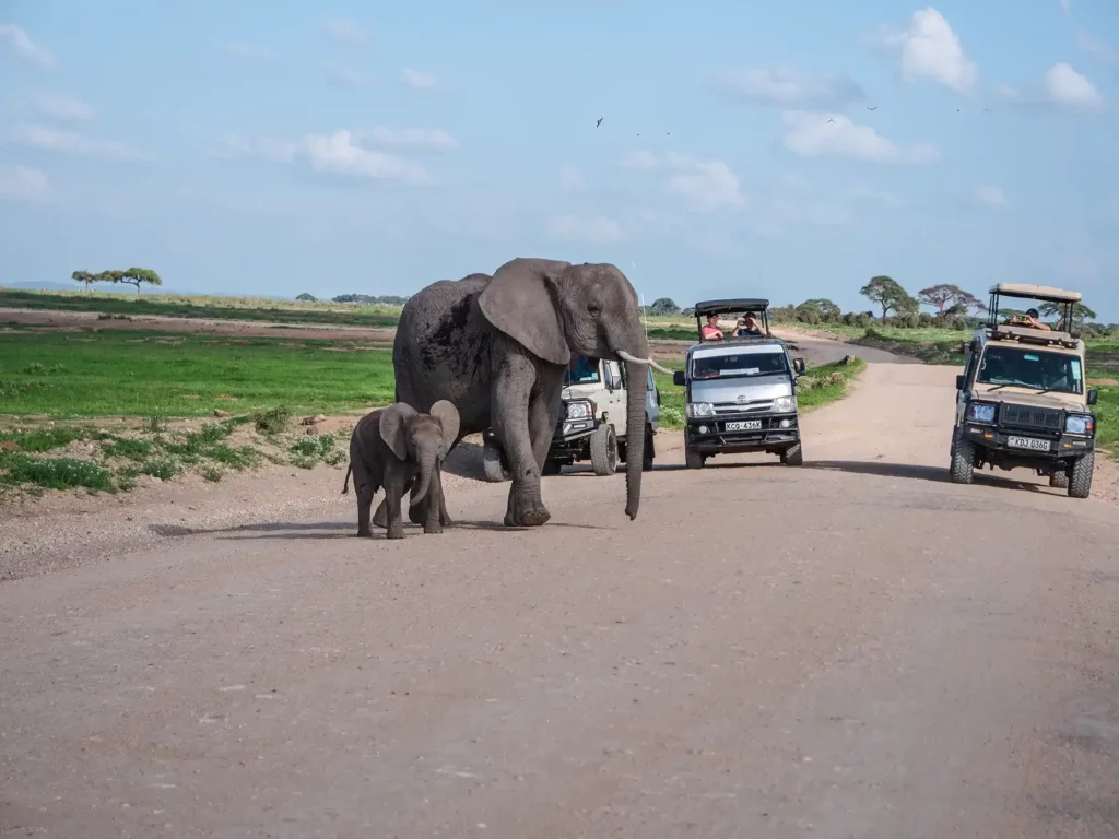 Elephant and her calf crossing the road in Amboseli National Park