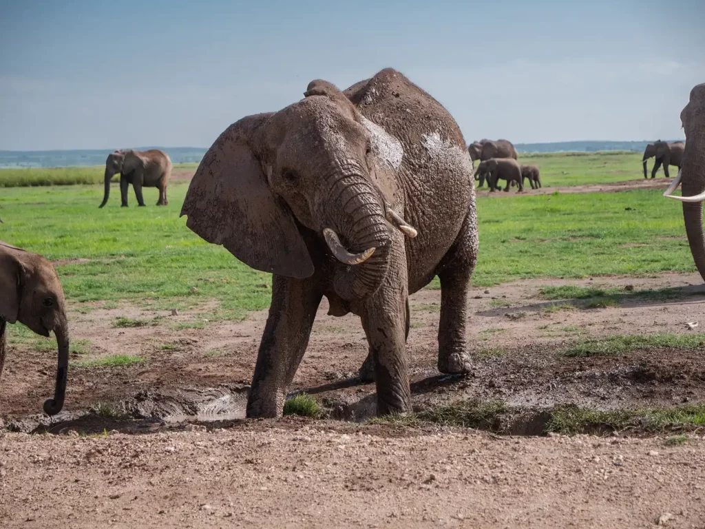 Elephant having fun in the mud in Amboseli National Park