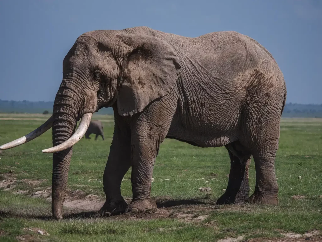 Massive bull elephant in Amboseli National Park