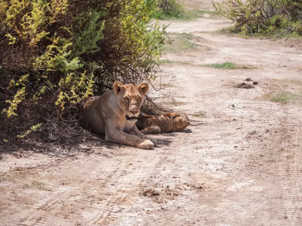 Lioness with a young cub in Amboseli National Park