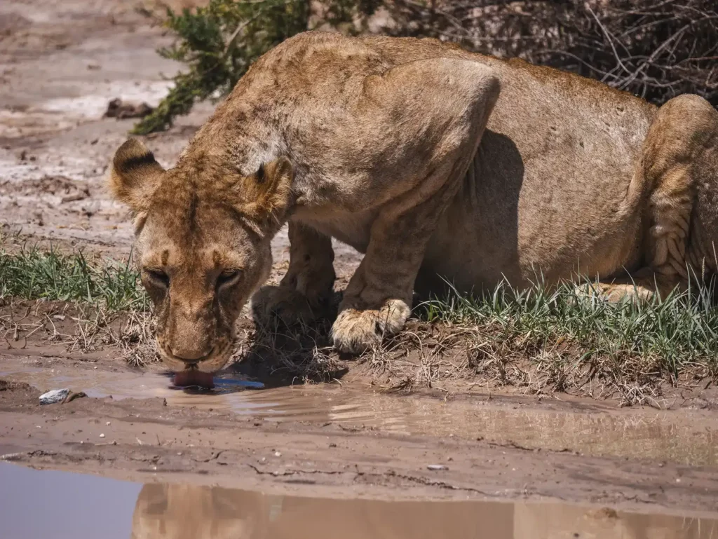 Lioness having a drink in Amboseli National Park