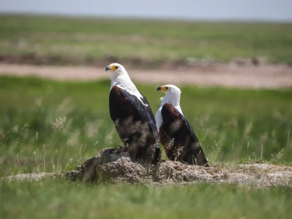 A pair of fish eagles in Amboseli National Park