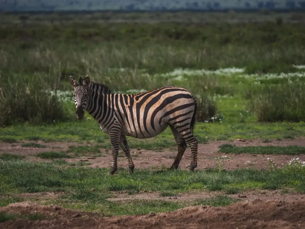 Zebra in Amboseli National Park, Kenya