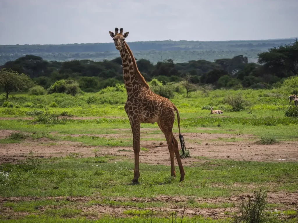 Giraffe in Amboseli National Park