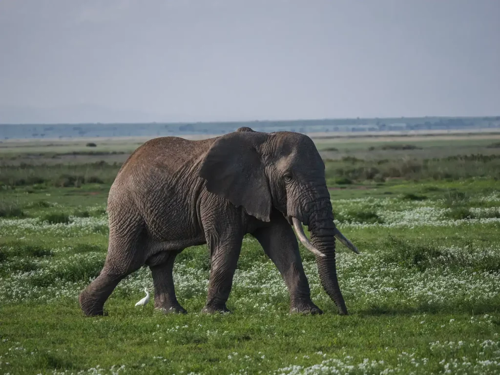 Large bull elephant in Amboseli National Park