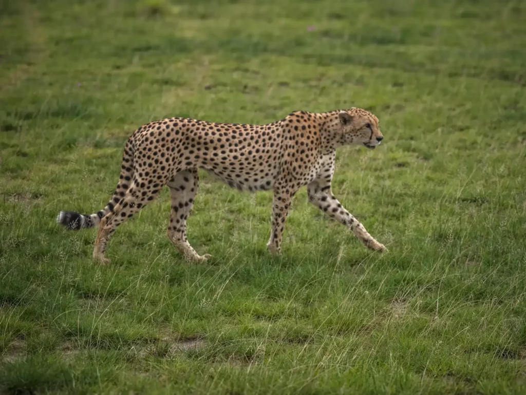 Cheetah in Amboseli National Park in Kenya