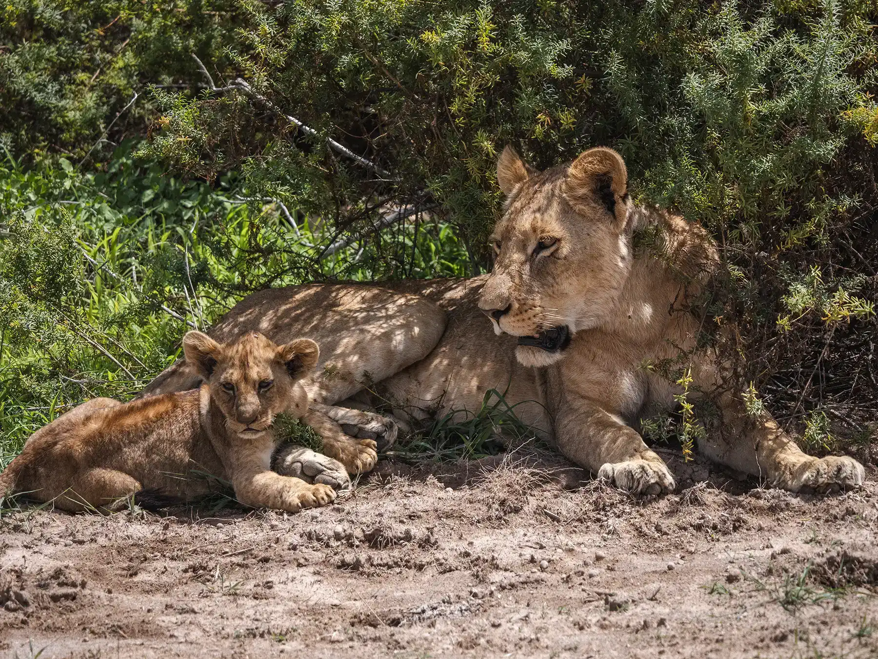 Lioness with a young cub in Amboseli National Park