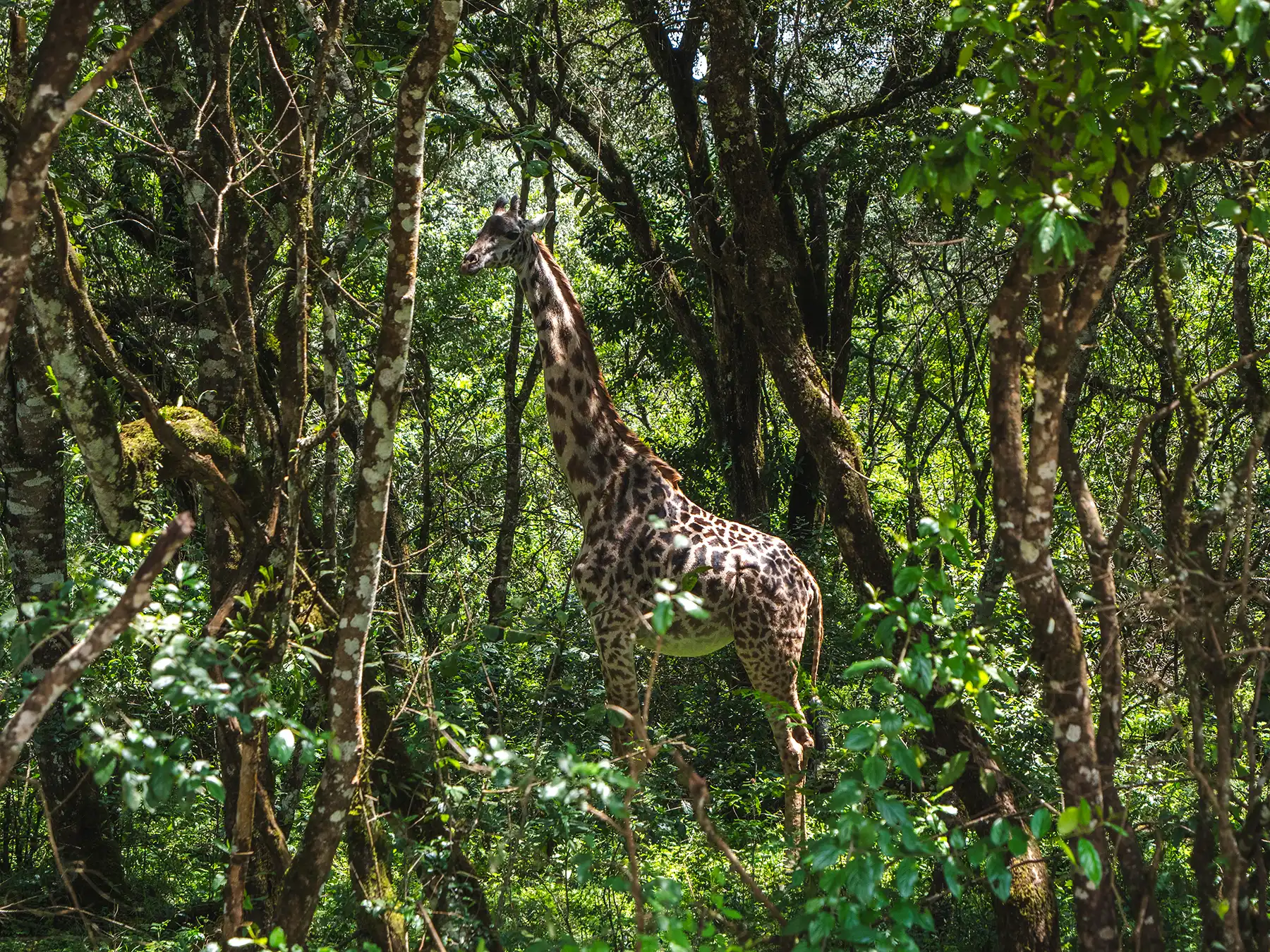 Masai giraffe in Arusha National Park, Tanzania