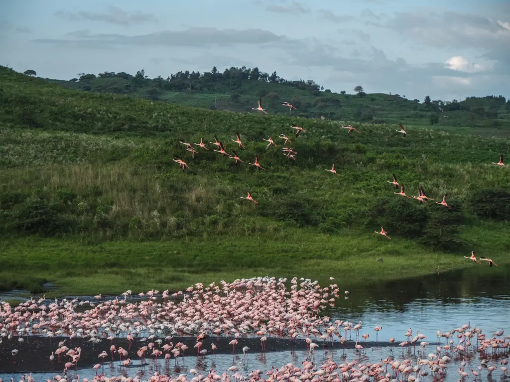 Flamingos in Arusha National Park