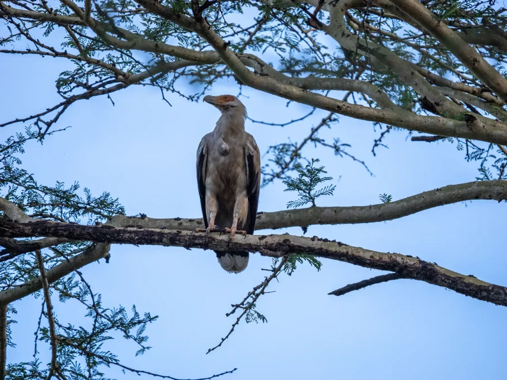 A vulture in Arusha National Park, Tanzania