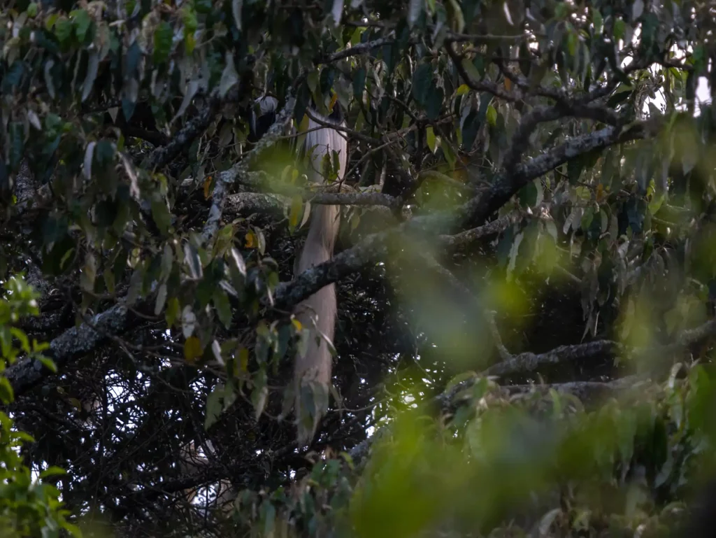 Black and white colobus monkey in Arusha National Park, Tanzania