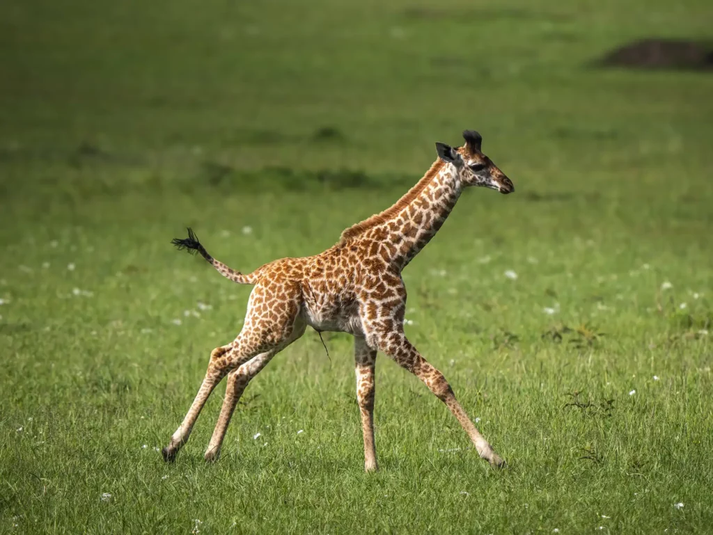 Baby giraffe in the Masai Mara National Reserve in Kenya