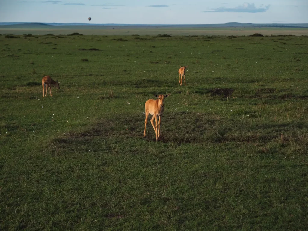 Baby topis at sunrise in the Masai Mara National Reserve