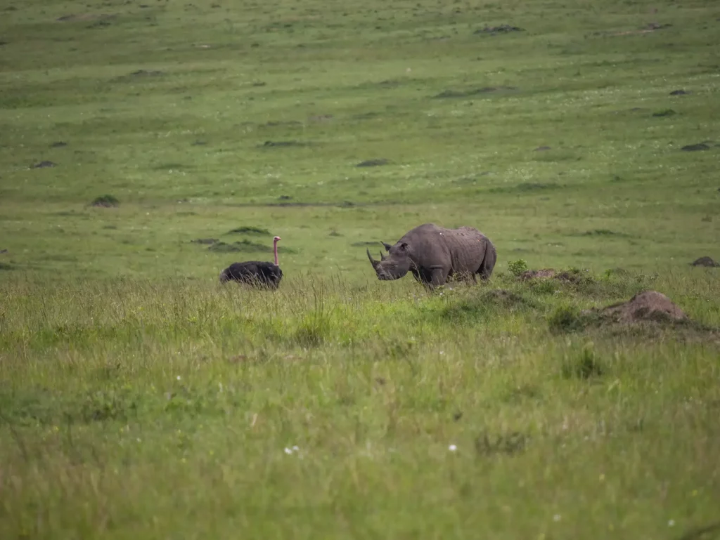 Black rhino and ostrich in Masai Mara National Reserve, Kenya