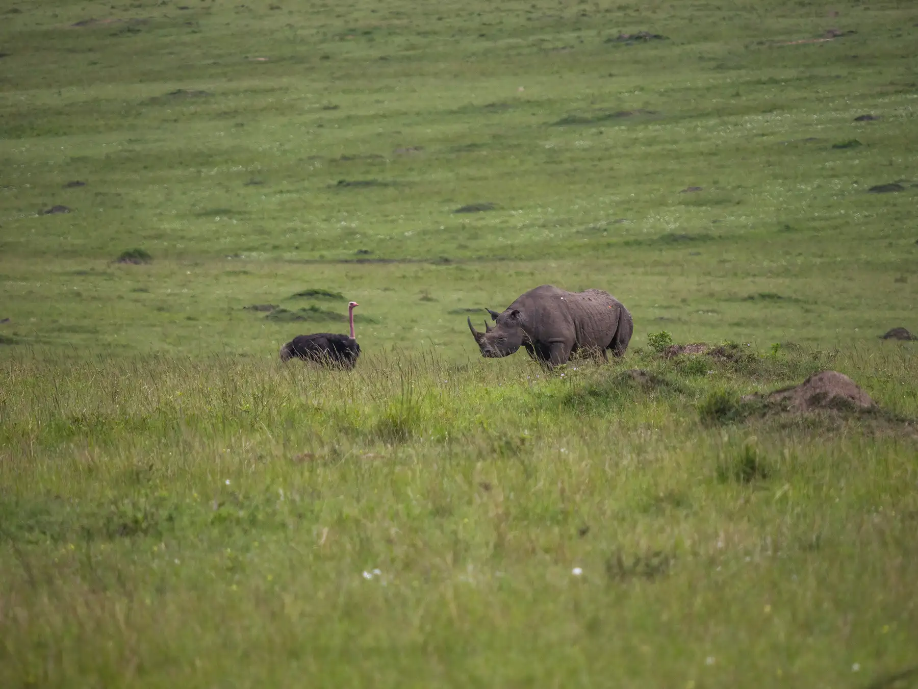 Black rhino and ostrich in Masai Mara National Reserve, Kenya