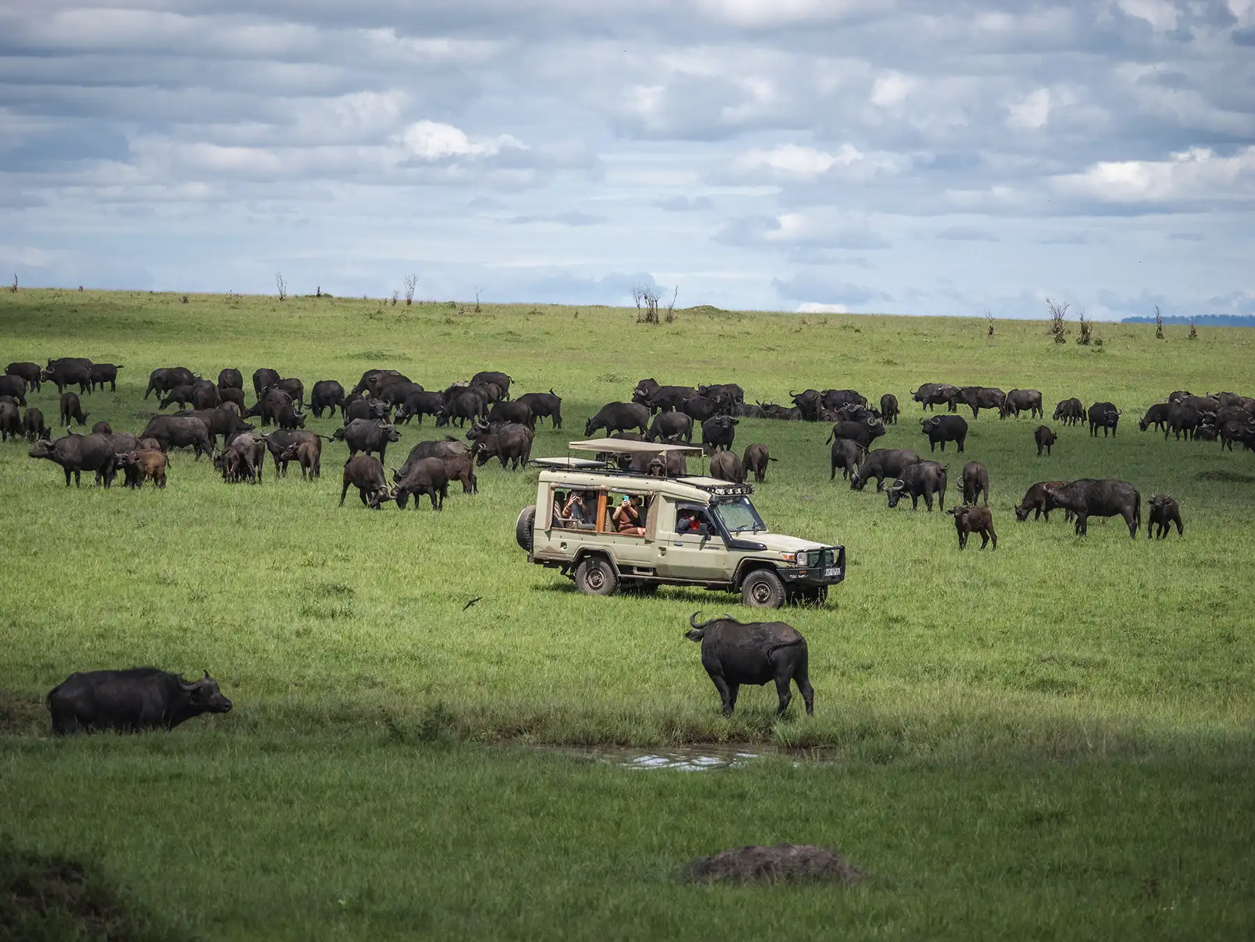 Toyota Land Cruiser surrounded by a buffalo herd in the Masai Mara