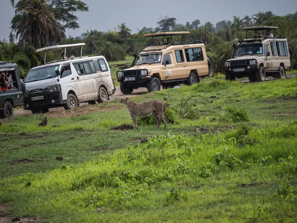 Female cheetah in Amboseli National Park in Kenya