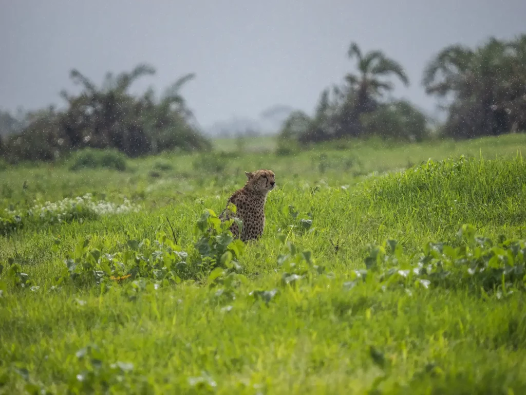 A soggy female cheetah sitting in the rain in Amboseli