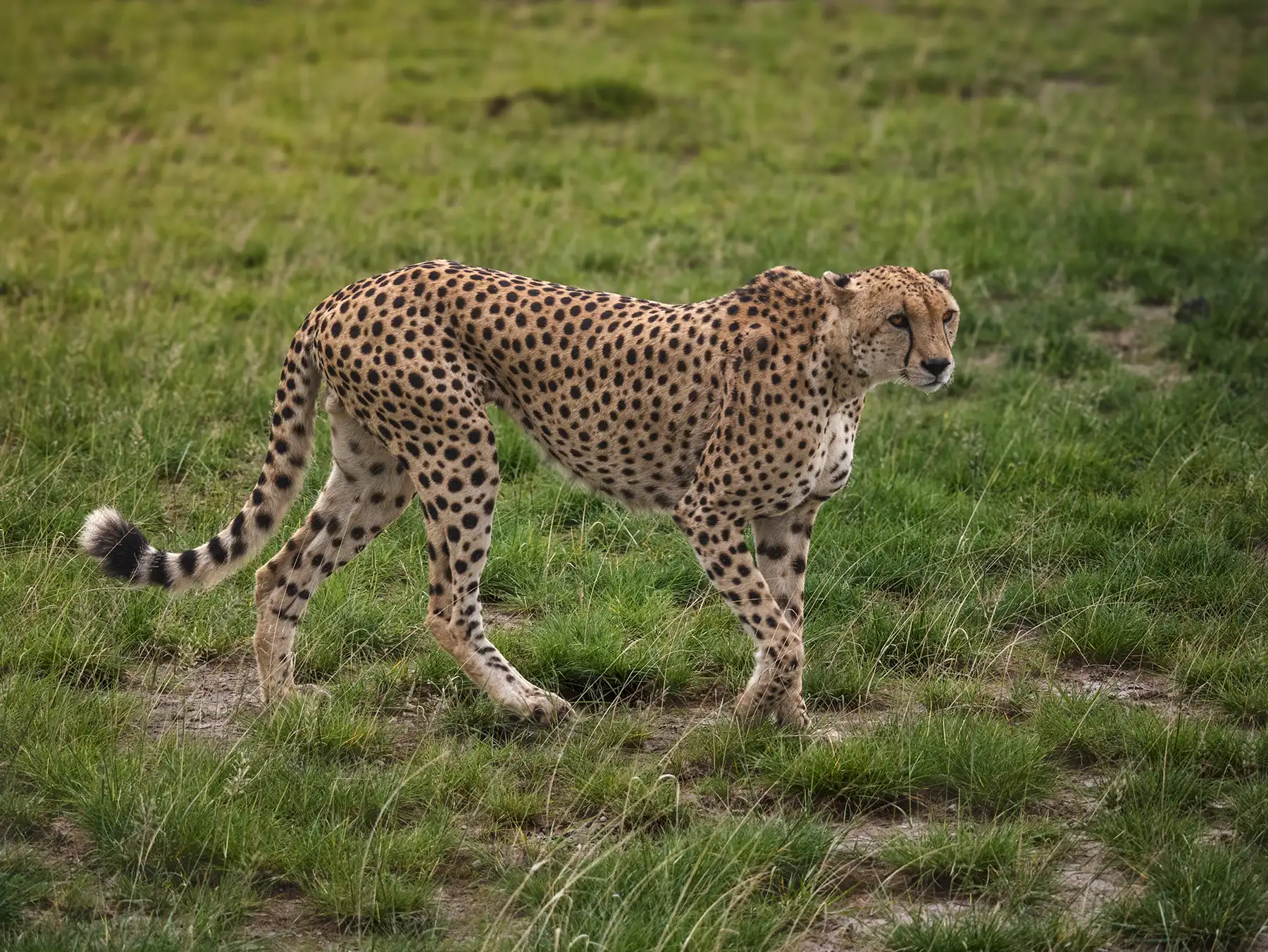 Male cheetah on the hunt in Amboseli National Park