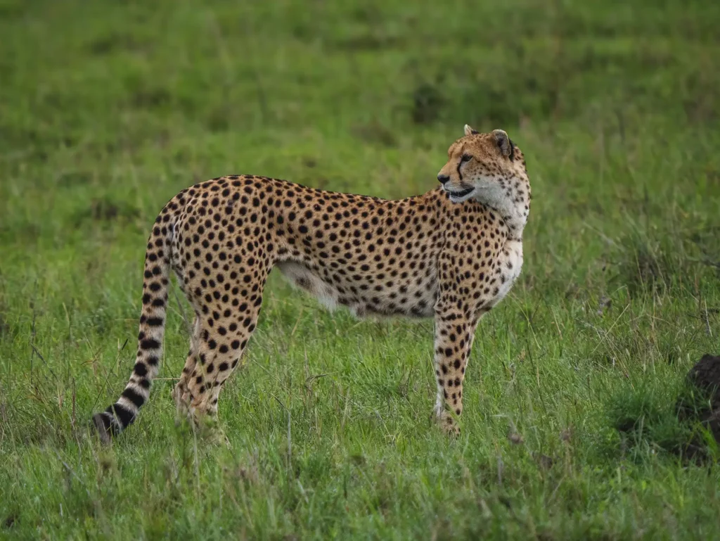 Mother cheetah, Nashipai, in the Masai Mara