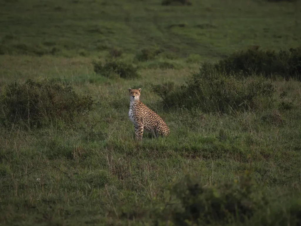 Female cheetah known as Nashipai in the Masai Mara National Reserve
