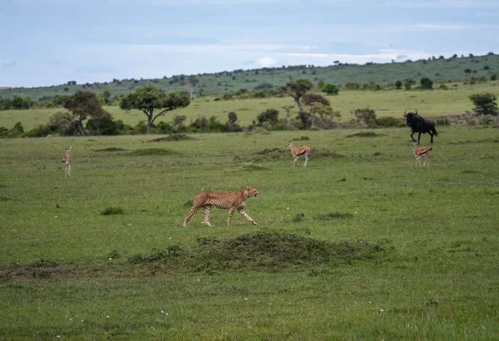 A male cheetah on the hunt in the Masai Mara National Reserve in Kenya