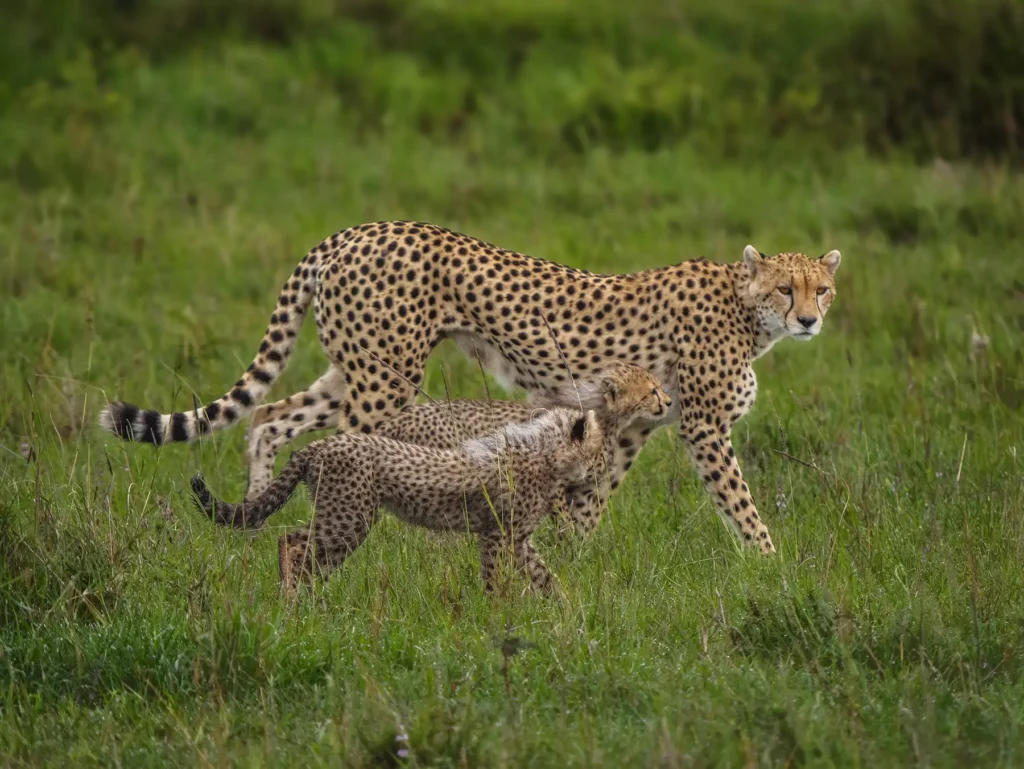 Cheetah mother Nashipai with two of her four cubs in the Masai Mara, Kenya